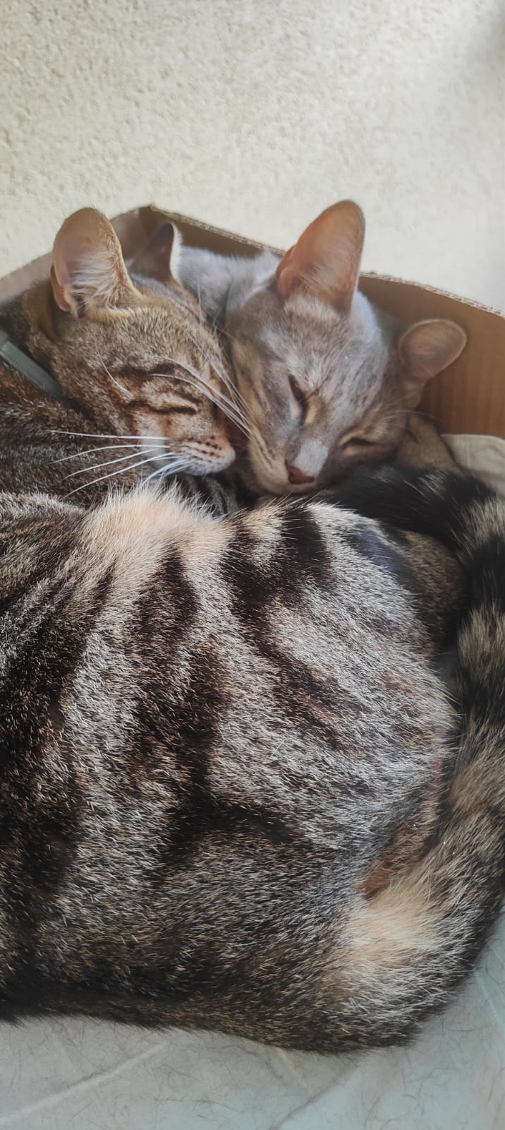 I gatti di Katia — due tabby accoccolati in una scatola di cartone